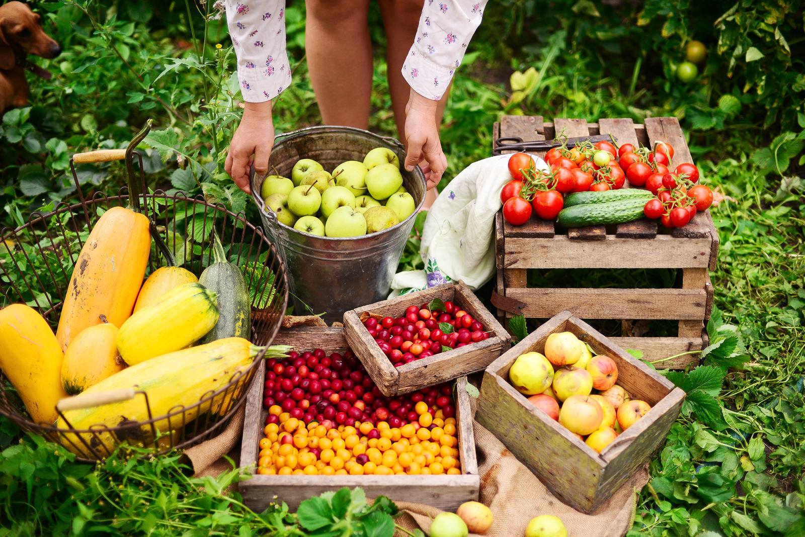 Cufundați-vă în lumea fermelor de fructe cu GrenMarnarurdepan